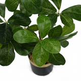 Leaf Artificial Tropical Bonsai Ficus Tree with Wired Stems in Pot – Low-Maintenance Indoor Decor, 60cm