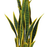 Leaf 70cm Artificial Sansevieria Snake Plant in Pot – Low-Maintenance Greenery for Home & Office