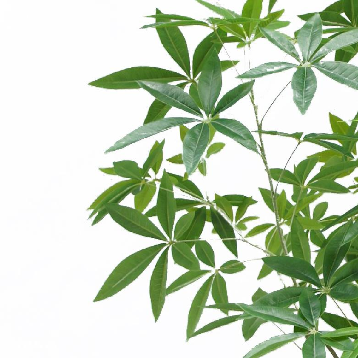Artificial Money Tree Pachira, 180cm Realistic Faux Tree – Maintenance-Free Greenery for Home & Office