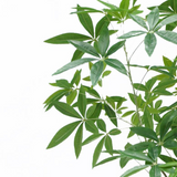 Artificial Money Tree Pachira, 180cm Realistic Faux Tree – Maintenance-Free Greenery for Home & Office