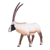 Mojo Arabian Oryx Figure – Realistic Desert Wildlife Toy