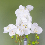 54cm Artificial Orchid Plant White with Gold Pot