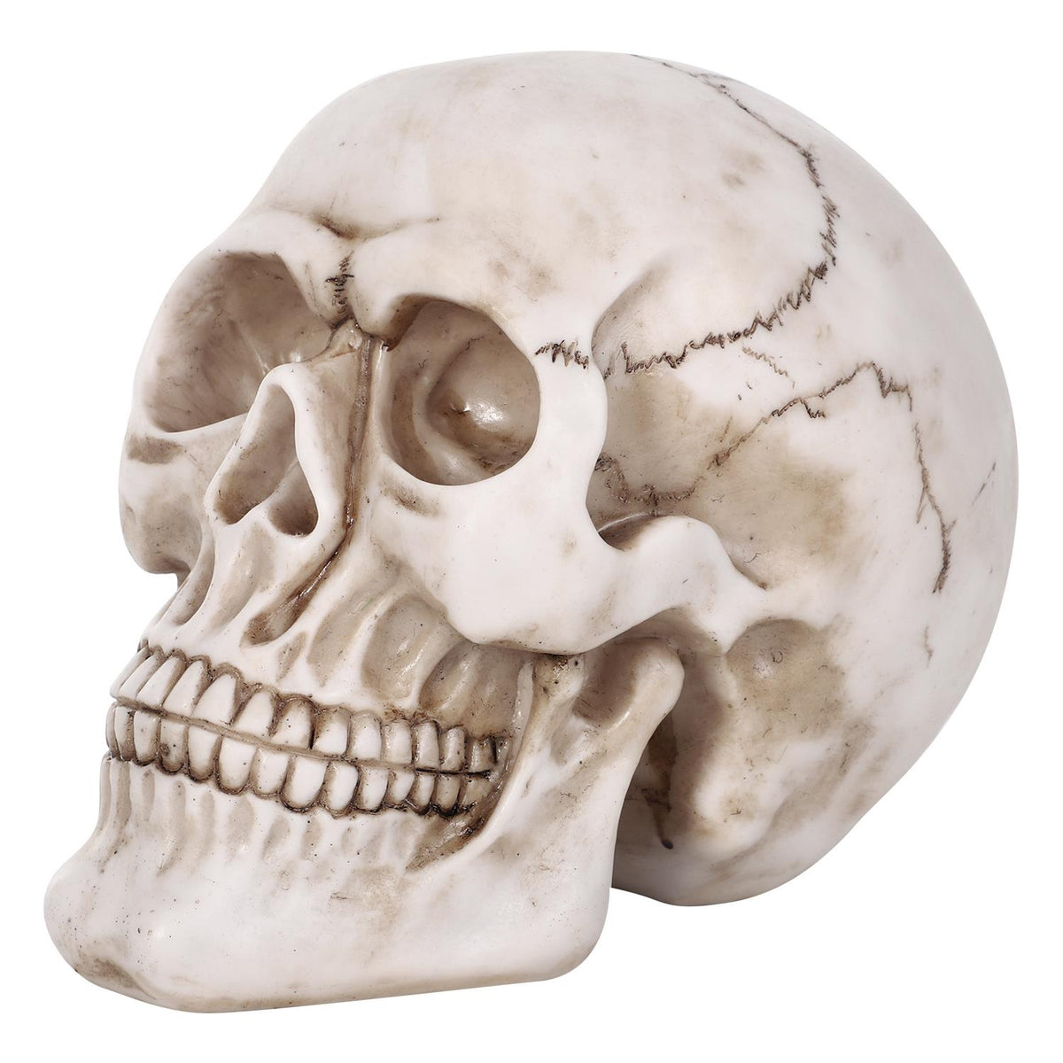 Vinsani Life-Size Resin Halloween Skull Replica, 20 x 15 x 15cm – Realistic Gothic Decoration and Costume Prop