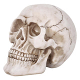 Vinsani Life-Size Resin Halloween Skull Replica, 20 x 15 x 15cm – Realistic Gothic Decoration and Costume Prop