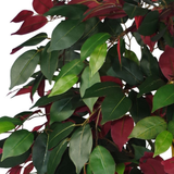 120cm (4ft) Artificial Capensia Tree Ficus Plant – Extra Large
