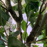 100cm Leaf Realistic Artificial Ficus Tree / Plant Bush Ficus Copper Curve Planter