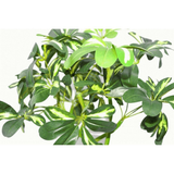 70cm Artificial Arboricola Bonsai Plant – Twisted Stem Golden Capella Evergreen Bush, Green