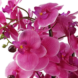 60cm Artificial Pink Orchid – Gold Ceramic Planter