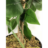 120cm Artificial Ficus Tree / Plant – Large Bushy Shape Silver Metal Planter