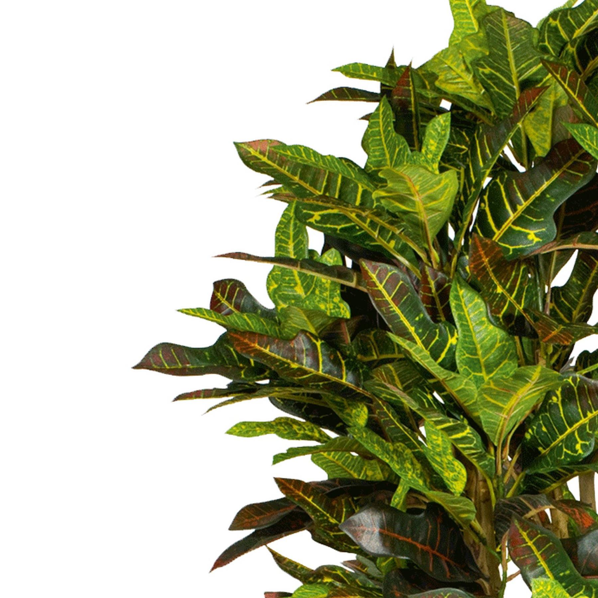 Leaf 150cm Artificial Croton Tree with Wired Stems – Realistic Multicoloured Tropical Plant in Black Pot