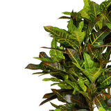 Leaf 150cm Artificial Croton Tree with Wired Stems – Realistic Multicoloured Tropical Plant in Black Pot