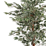 Leaf Artificial Ficus Tree with Natural Variegated Leaves in Pot – Statement Indoor Plant, 160cm