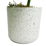 Leaf 30cm Artificial Variegated Monstera Trailing Plant in Weighted Pot