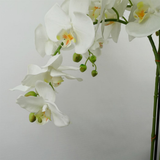 Giant White Artificial Orchid Plant, 150cm with 189 Real Touch Flowers – Wired Stems, Potted