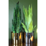 70cm Artificial Sansevieria Zeylanica Plant