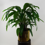 60cm Artificial Calathea Plant
