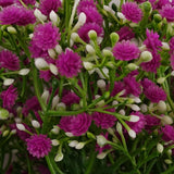 Leaf Artificial Gypsophila Stems with Wired Shapable Stalks, Pack of 6 – 55cm Floral Arrangement Decor, Pink