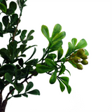 Leaf 60cm Artificial Aglaia Odorata Bonsai Ficus Tree in Pot – Shapeable Wired Branches