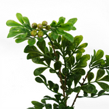 Leaf 45cm Artificial Aglaia Odorata Bonsai Ficus Tree with Decorative Gravel Pot – Wired Stems for Home & Office