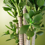 Artificial Deluxe 75cm Green Jade Plant
