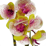Leaf Artificial Orchid with Real Touch Flowers & Silver Pot – 46cm Realistic Faux Plant, Harlequin Pink
