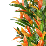 Leaf Design UK Artificial Red and Green Ficus Tree in Black Pot, 130cm