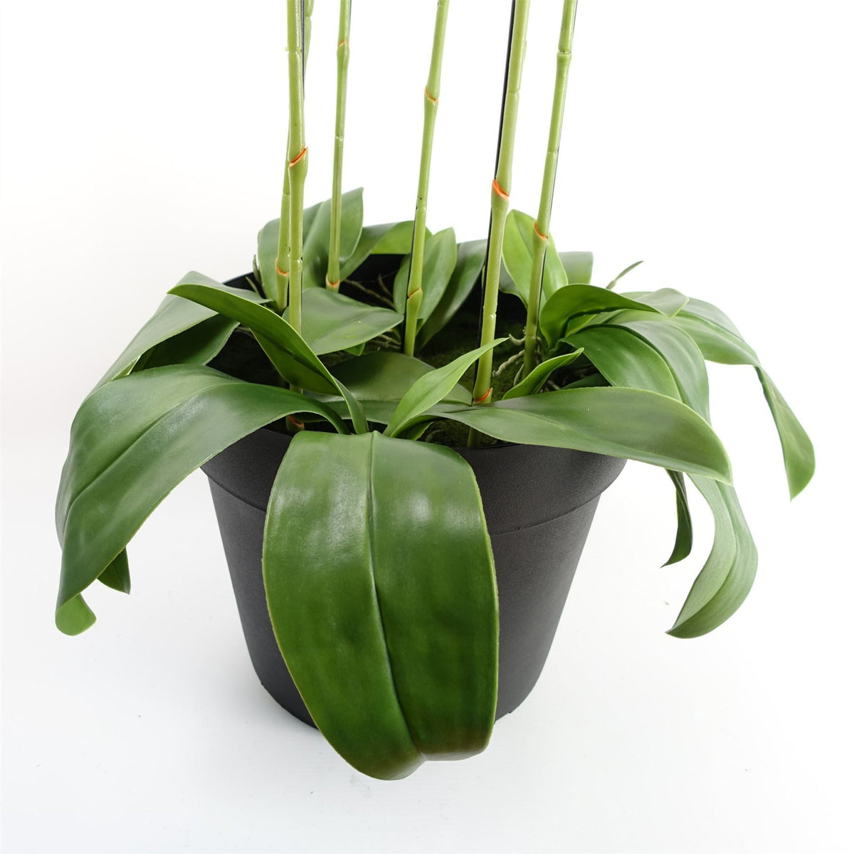 Leaf 110cm Large Artificial Yellow Peach Orchid with 41 Real Touch Flowers – Wired Stems, Weighted Pot