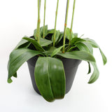 Leaf 110cm Large Artificial Yellow Peach Orchid with 41 Real Touch Flowers – Wired Stems, Weighted Pot