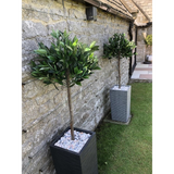 Artificial Topiary Bay Laurel Ball Tree with Plain Natural Trunk, 120cm (4ft) – Potted Entrance Plant
