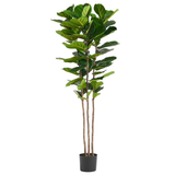 Premium Artificial Fiddle Leaf Fig Tree, 180cm with Realistic Foliage – Wired Stems, Potted