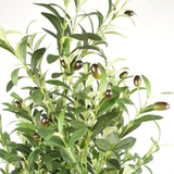 Artificial Olive Tree, 160cm with 1,296 Leaves & 72 Olives – Realistic Mediterranean Indoor Greenery