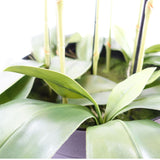 Leaf 110cm Large Artificial Yellow Peach Orchid with 41 Real Touch Flowers – Wired Stems, Weighted Pot