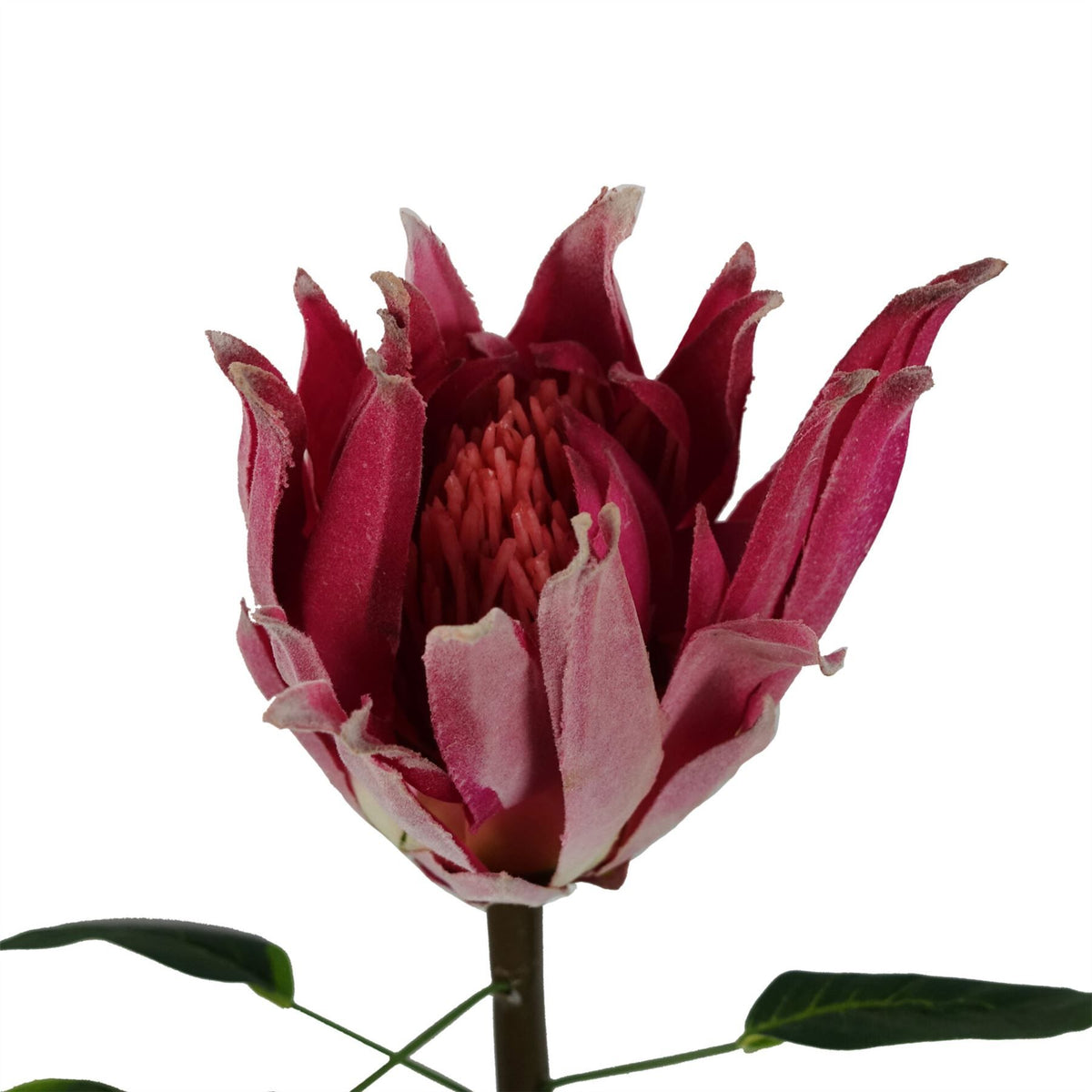 Leaf Protea Sugarbush Artificial Flower Stem with Silk Petals and Wired Stem – 65cm Home Decor, Pink