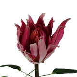 Leaf Protea Sugarbush Artificial Flower Stem with Silk Petals and Wired Stem – 65cm Home Decor, Pink