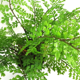 Leaf Design 30cm Artificial Potted Royal Fern – Realistic Forest Fern Plant in Weighted Pot