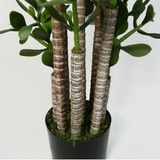 Artificial Deluxe 75cm Green Jade Plant
