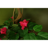 Artificial Pink Japanese Silk Blossom Tree, 150cm – Bougainvillea with Twisted Trunk & Wired Stems