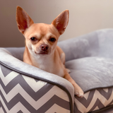 PawHut Dog Sofa Pet Couch for XS Dogs with Removable Padded Cushion – Raised Puppy Bed, Grey