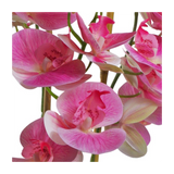 70cm Artificial Orchid Light Pink with Black Ceramic Planter