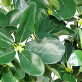 95cm Artificial Umbrella Tree – Realistic Dark Green Ficus Plant in Pot, Wired Stems