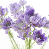 Pack of 6 Artificial Purple Starflower Stems, 60cm with 30 Silk Flowers – Home Floral Decor
