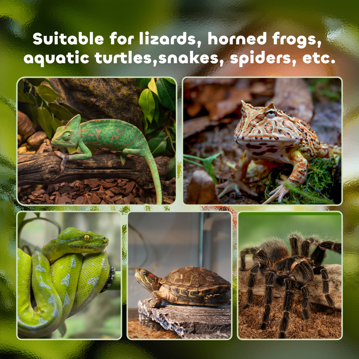PawHut Glass Reptile Terrarium with Water Basin & Mesh Top – Habitat for Lizards, Frogs, Snakes, 50x30x25cm