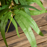 HOMCOM 60cm Potted Artificial Bamboo Plant – Low-Maintenance Indoor & Outdoor Greenery