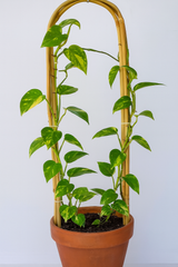 Avilo Bamboo Plant Support Arches Set of 3 – Garden Supports for Growing Plants