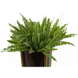 40cm Artificial Crocodile Fern Plant