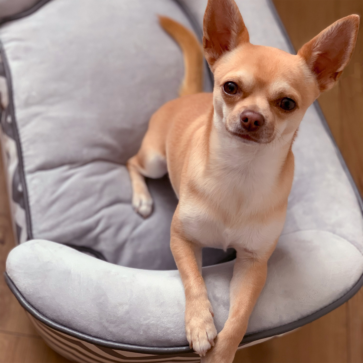 PawHut Dog Sofa Pet Couch for XS Dogs with Removable Padded Cushion – Raised Puppy Bed, Grey