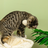 PawHut Cat Tree for Indoor Cats with Sisal Scratching Posts, Hammock & Toy Ball – Beige, 90cm