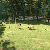 Pawhut Dog Agility Weave Poles Training Set with Whistle & Carry Bag – Slalom Obstacle Course Equipment