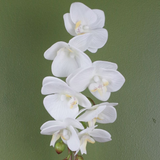 Leaf Artificial White Orchid in Silver Decorative Pot, 46cm – Real Touch Leaves, 7 Flowers