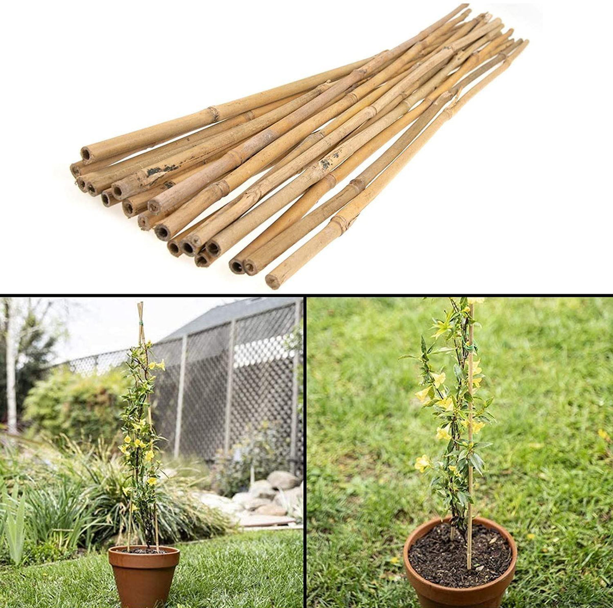 Natural Bamboo Garden Canes, 20 x 6ft (180cm) – Sturdy Plant Supports for Climbers, Beans and Tomatoes